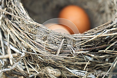 Two chicken eggs lying in a real bird nest Stock Photo