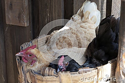 Two chicken sharing the nest Stock Photo