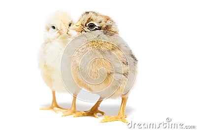 Two chickens on white background Stock Photo