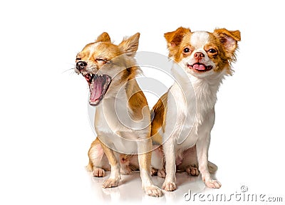 Two Chihuahua brown dog with white background Stock Photo