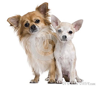 Two chihuahuas, 3 years old and puppy of 5 months Stock Photo