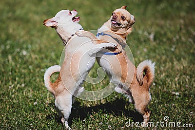 Two chihuahuas dog playing in park, chihuahua small cute dog Stock Photo