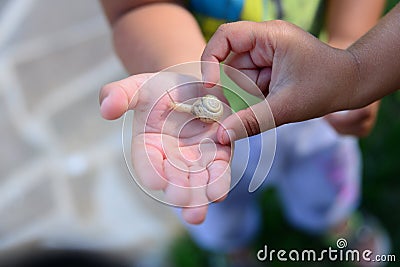 Snail on children`s palms Stock Photo
