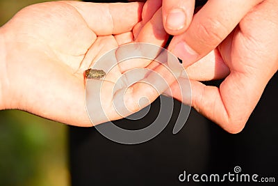 Two children`s hands holding baby Toad Stock Photo