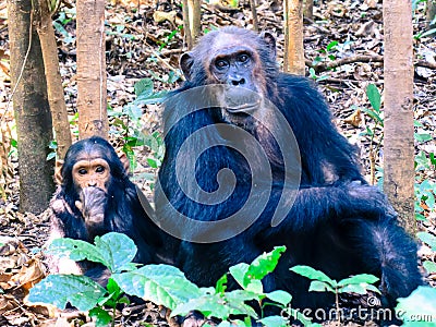 Two Chimpanzees sitting in forest at Gombe National Park Stock Photo