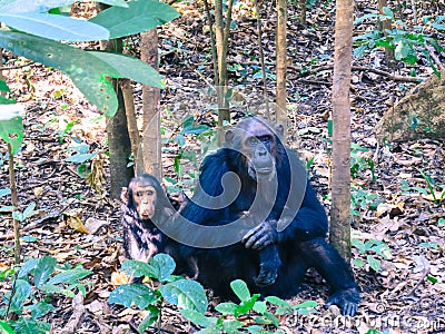 Two Chimpanzees sitting in forest at Gombe National Park Stock Photo