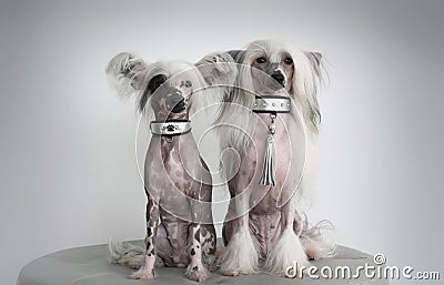 Two Chinese Crested Dogs with Silver Collars Stock Photo