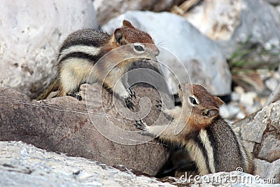 Two chipmunks Stock Photo