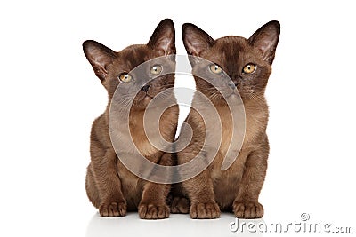 Two chocolate Burmese kitten on white Stock Photo