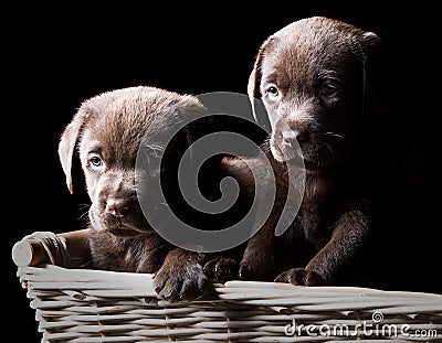 Two Chocolate Labrador Puppies in a Basket Stock Photo