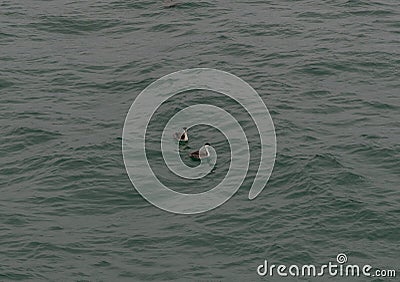 Two Clark`s grebes floating on the surface or Pacific ocean in Hermosa Beach, California Stock Photo