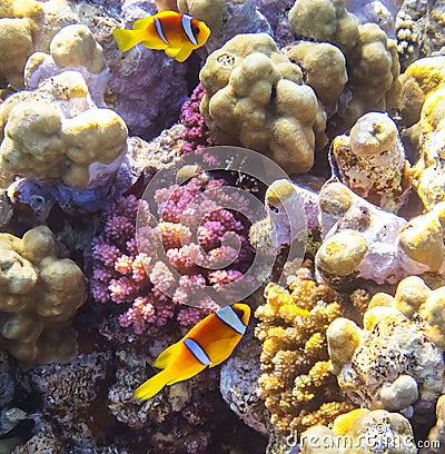 Two Clownfish on a coral reef Stock Photo