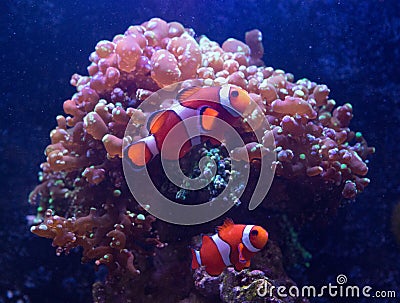 Clownfish Swimming Next To Frogspawn Coral Stock Photo