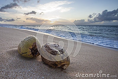 Two coated coconuts at a warm sunset on the Caribbean sandy beach Stock Photo