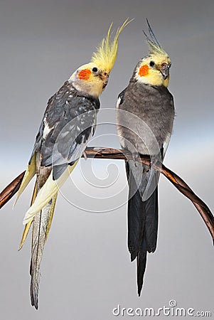 Two cockatiels Stock Photo