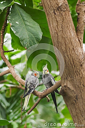 Two cockatiels on a tree Stock Photo