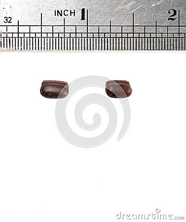 Two Cockroach Eggs and Stainless Steel Ruler in Inch International System For Knowing Its Dimension. Stock Photo