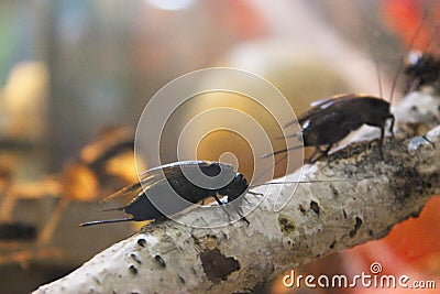 Two cockroaches on a piece of tropical fruit. Huge, ugly and terrible mustachioed cockroaches crawl along the wooden Stock Photo