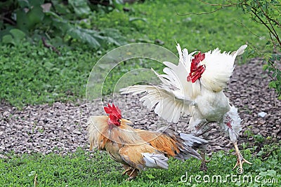 Two white and red are going to fight fluffed wings Stock Photo