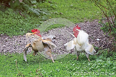 Two white and red are going to fight fluffed wings Stock Photo