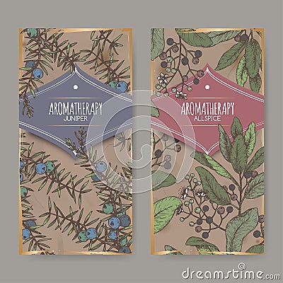 Two color labels with Juniperus communis aka juniper and Pimenta dioica aka allspice sketch on vintage background. Vector Illustration