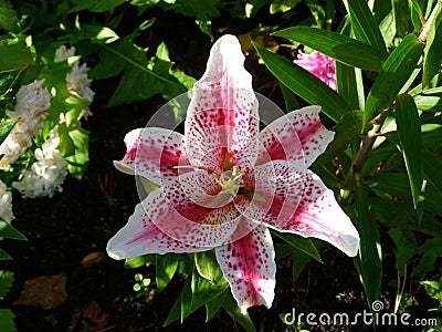 Two-color very beautiful lily Stock Photo