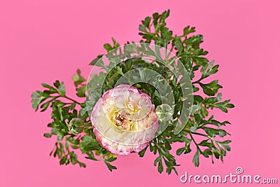 Two colored cream and pink Ranunculus flower Stock Photo