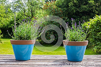 Two colorful blue flower pots on a garden table in a green garden Stock Photo