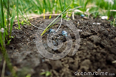 Two colorful bugs in the soil forming their bowl Stock Photo