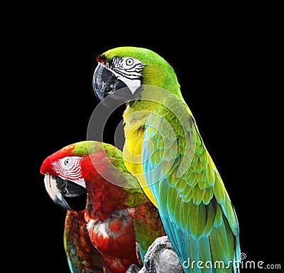 Two colorful macaw parrots Stock Photo