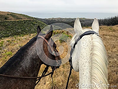 Two colorful quarter horses enjoying a long trail ride at Montana De Oro in California overlooking the ocean Stock Photo