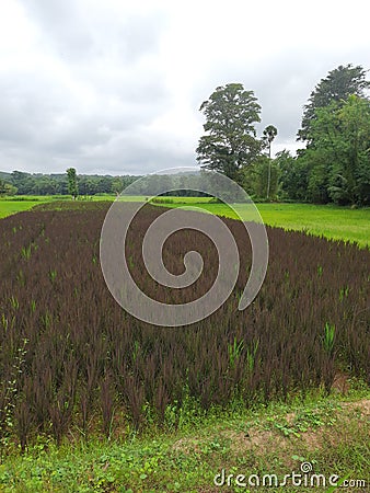 Two colours of pddy field Stock Photo