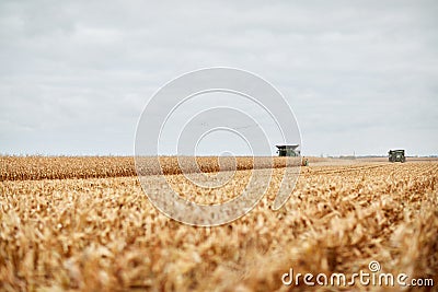 Two combine harvesters in a maize field Stock Photo