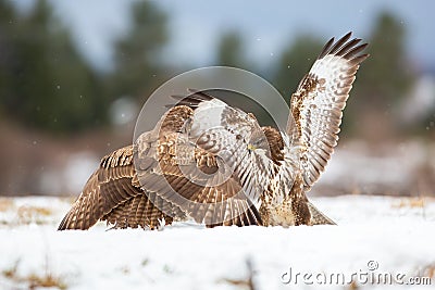 Two common buzzards in battle on snow in wintertime Stock Photo