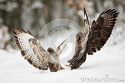 Two common buzzards fighting with wings open on snow in winter Stock Photo
