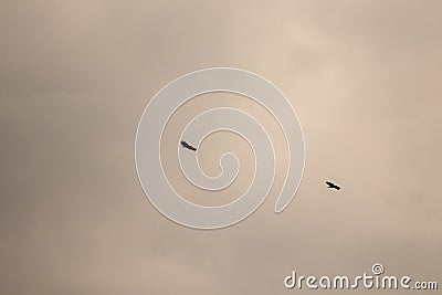 Two common buzzards flying on cloudy day Stock Photo