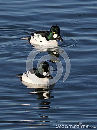 Two Common Goldeneyes Stock Photo