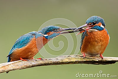 Two common kingfishers, alcedo atthis passing a fish one to another. Stock Photo