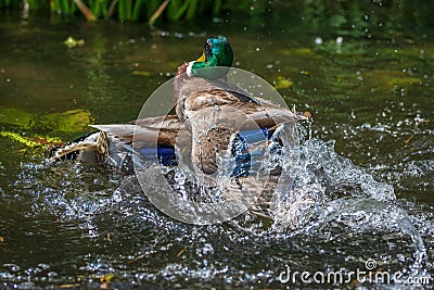 Two common mallard duck male, fight about the female. Stock Photo