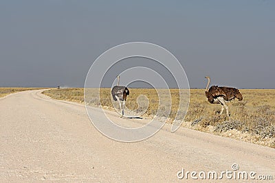 Two common ostriches struthio camelus in the Etosha National Park Stock Photo