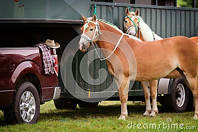 Two Competition Horses Beside a Horse Trailer Stock Photo