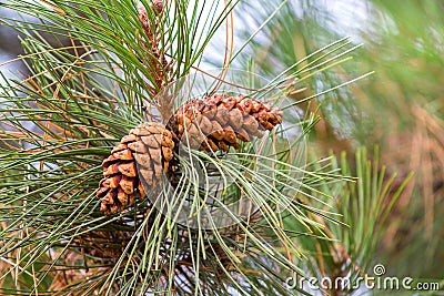 Two cones on pine branch closeup, coniferous trees Stock Photo