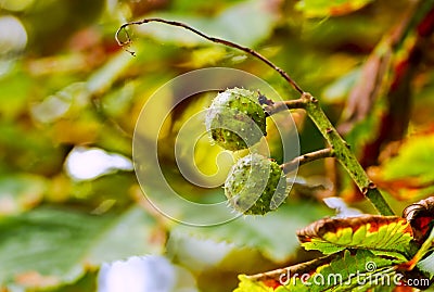 Two conkers on a branch Stock Photo