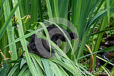 Two coot chicks climb on some long reeds Stock Photo