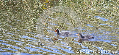 Two coot chicks swimming in a pond Stock Photo