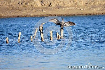 Cormorant Stock Photo