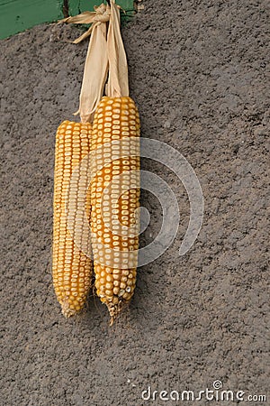 Two corn cobs hanging on wall - autumn crop Stock Photo