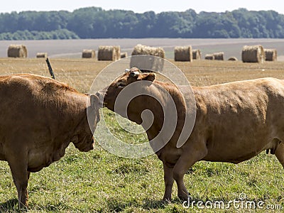 Two cow close up kissing, Stock Photo