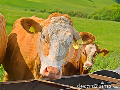 Two Cow In Green Field Stock Photo - Image: 9372760