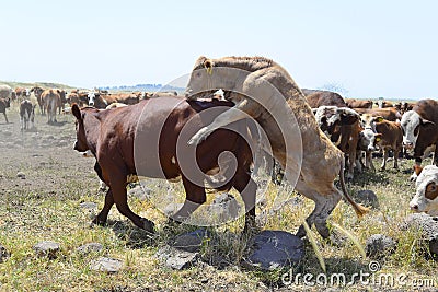 Two cows bulls mating on the field Stock Photo